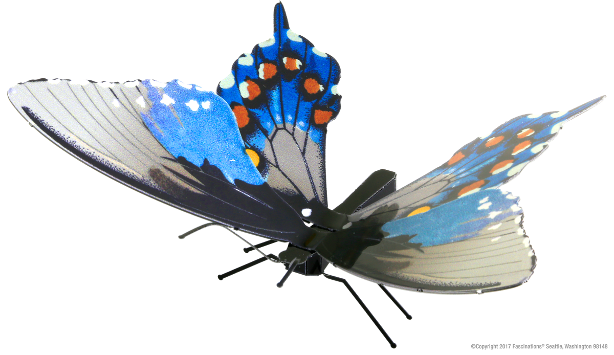 Eastern Comma-Butterfly