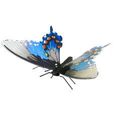 Pipevine Swallowtail-Butterfly